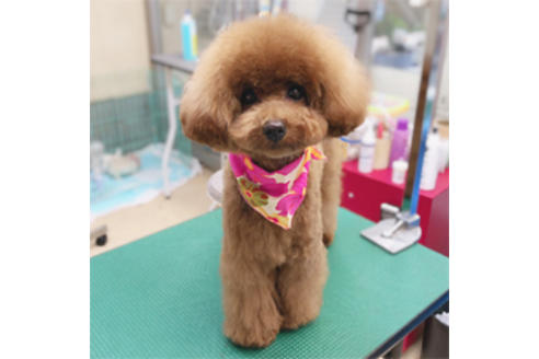 販売中のチワプー:チワワ×トイプードルの親犬